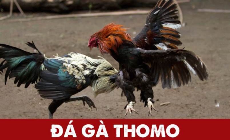 Đá gà Thomo cung cấp với 2 kiểu cá cược cơ bản